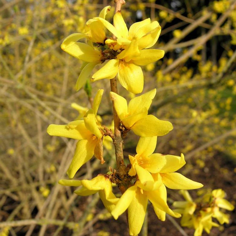 Forsythia, Sugar Baby Show Off #3