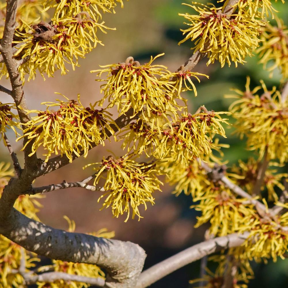 Witchhazel, Common #5
