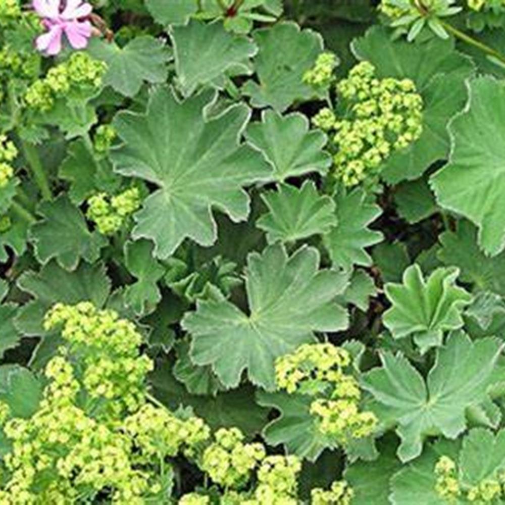 Lady's Mantle aka Alchemilla #1 #1