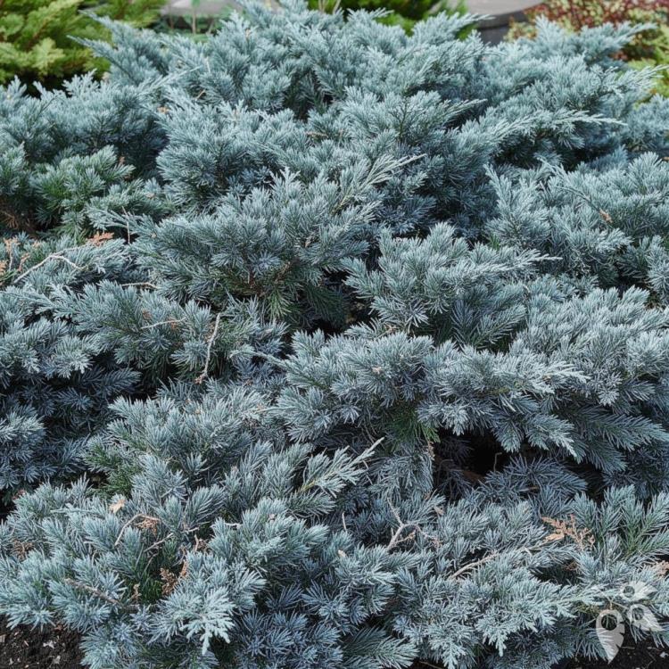 Yew, Japanese 'Capitata' Pyramidal #10 #10 Pot Pyramid