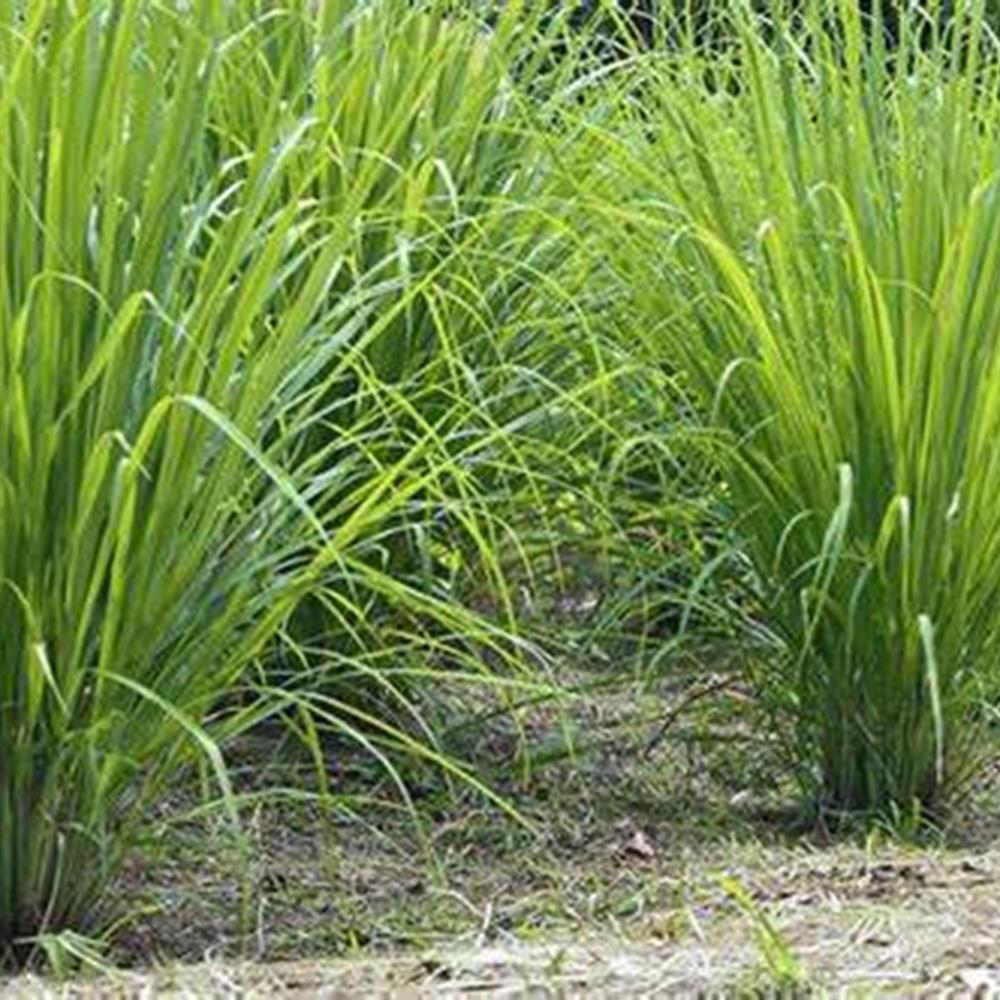 Lemon Grass Herb 5" 5"