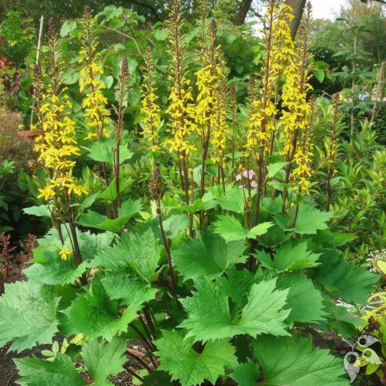 Ligularia 'Little Golden Ray'