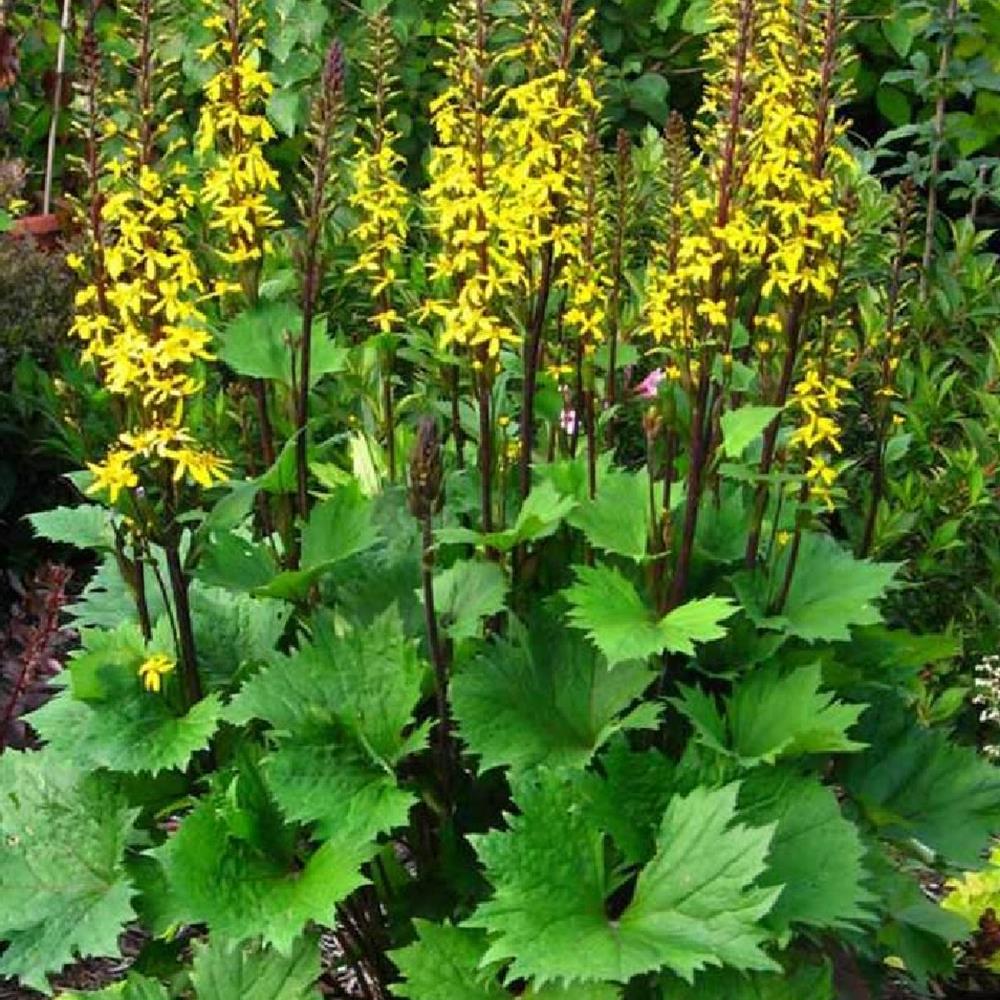 Ligularia 'Little Golden Ray'