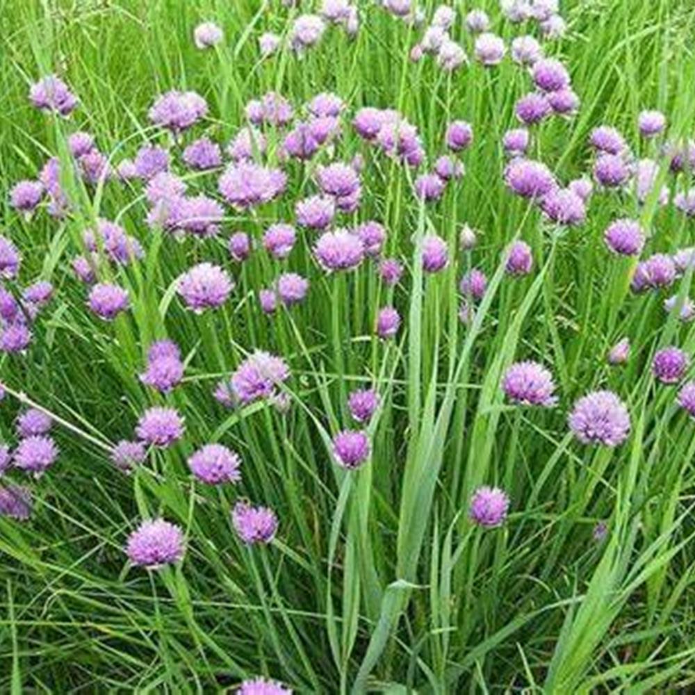 Herb, Perennial Chives 4" 4"