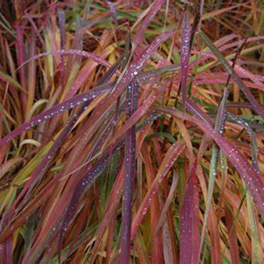Grass, Maiden 'Purple' aka Fla #1 #1