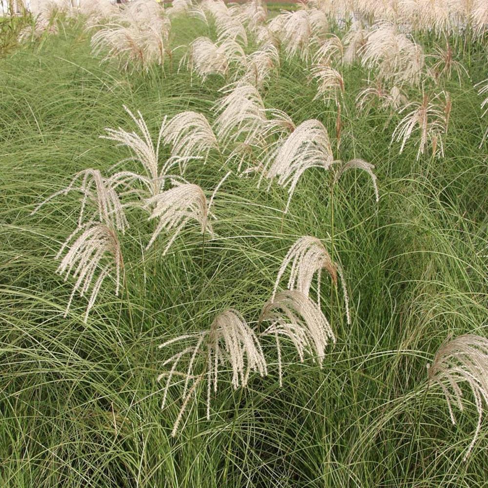 Grass, Maiden 'Gracillimus' #1 #1