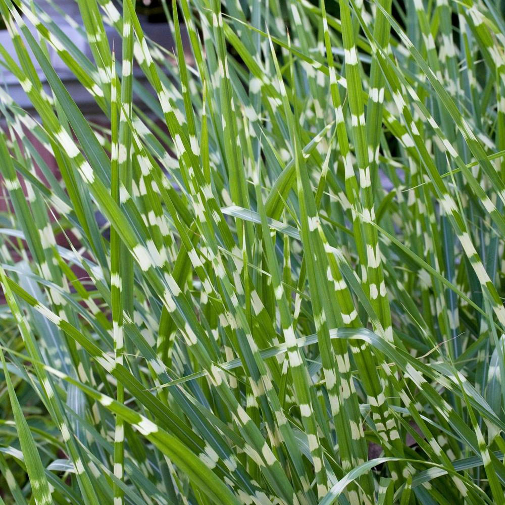 Grass, Maiden 'Porcupine' #1 #1