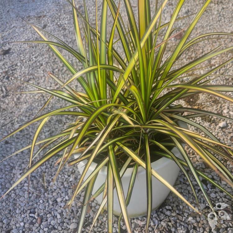 Dracaena Marginata 10"