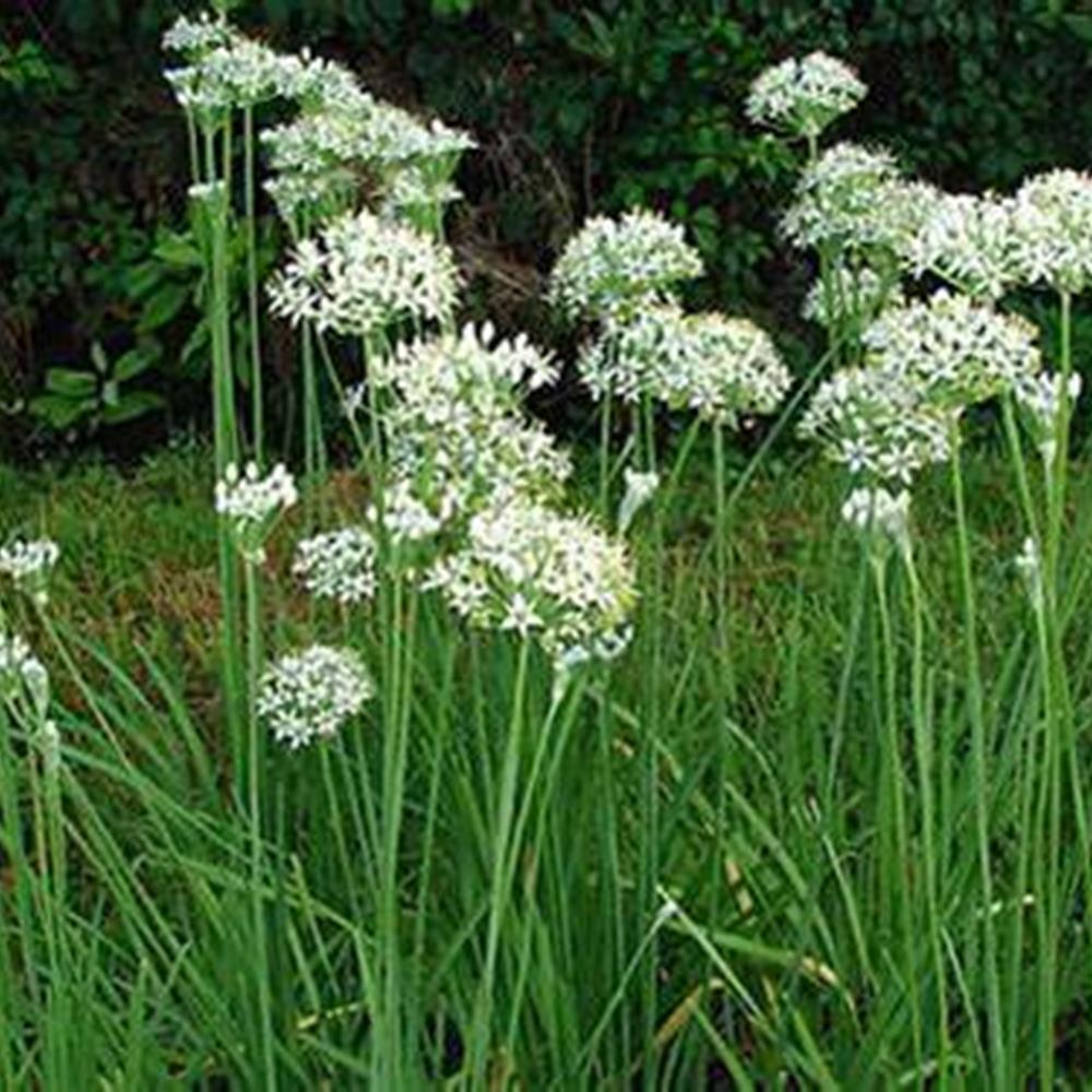 Herb, Chives Garlic 4" 4"