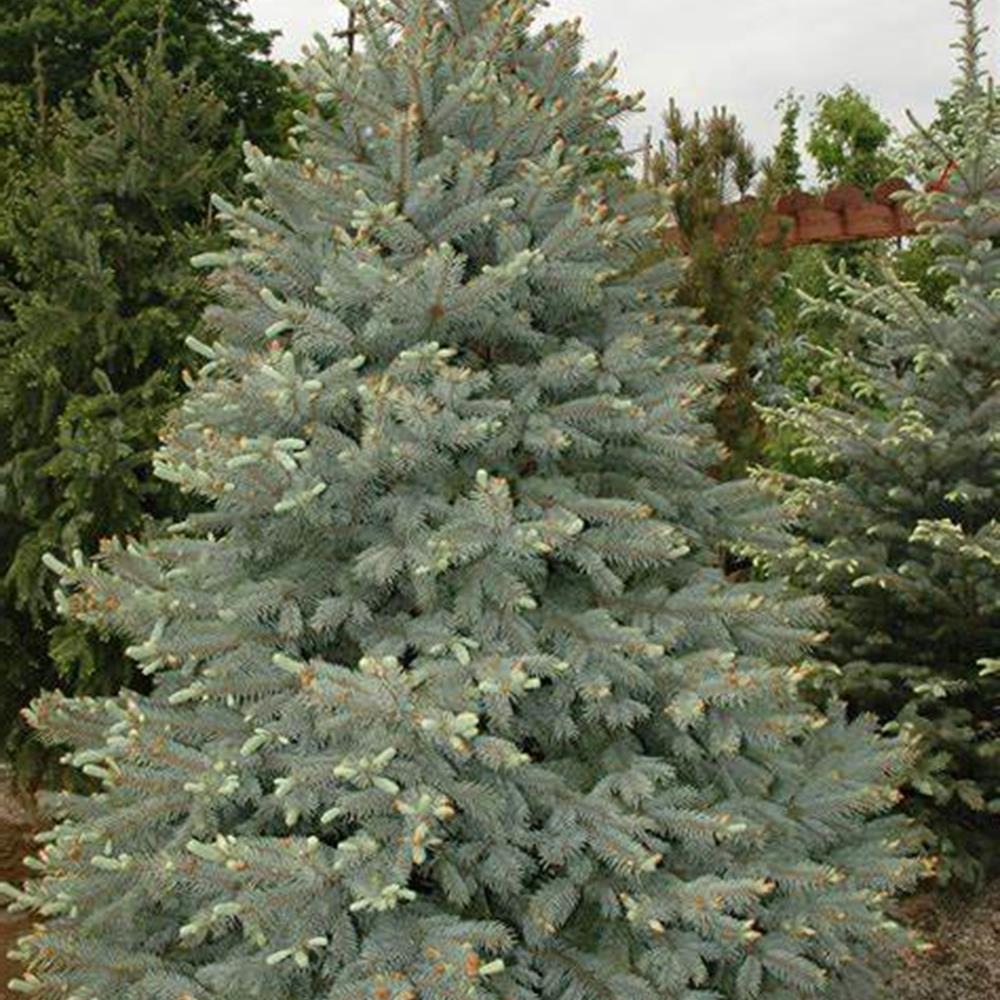 Spruce, Colorado 'Fat Albert' #15 #15