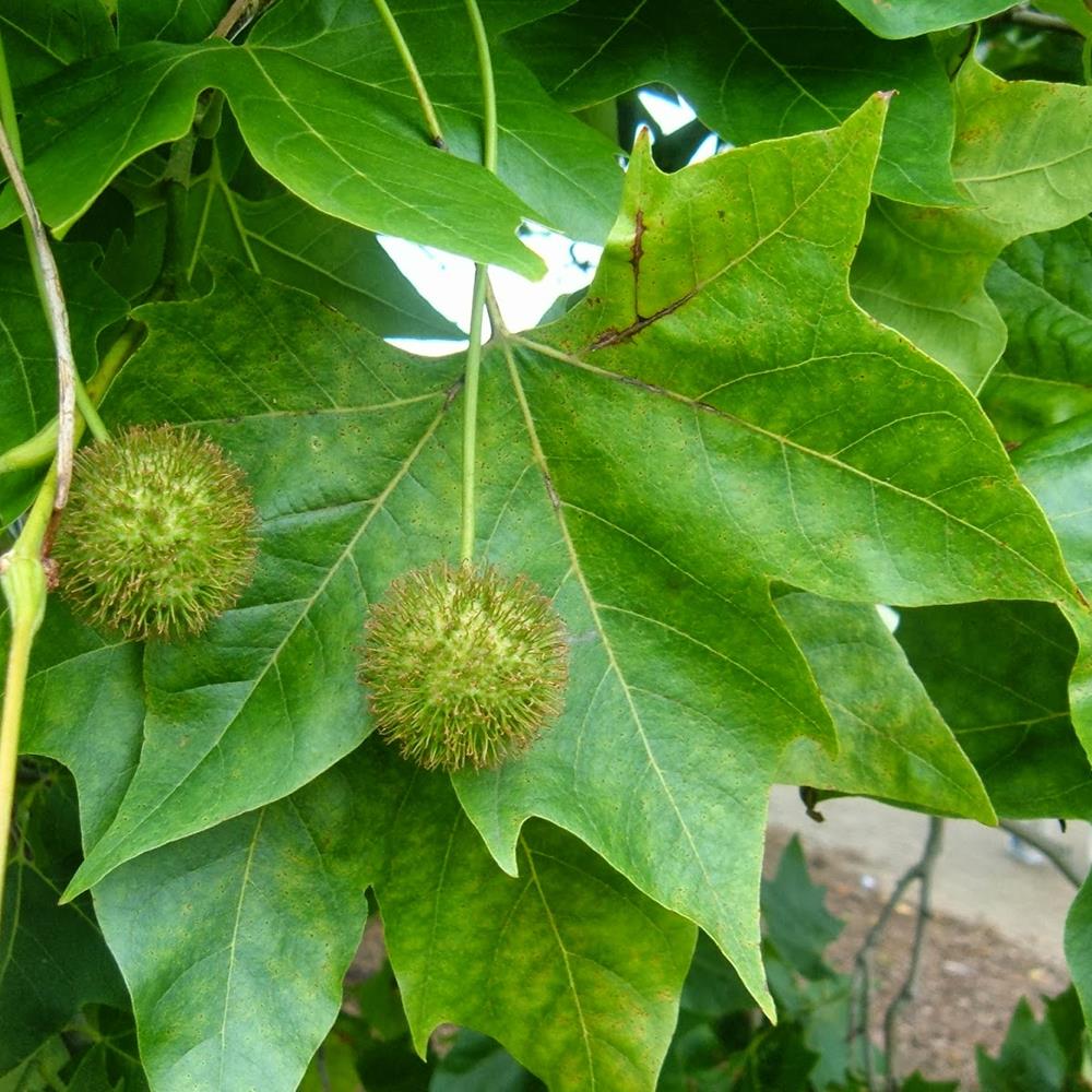 London Planetree 'Exclamation' #15