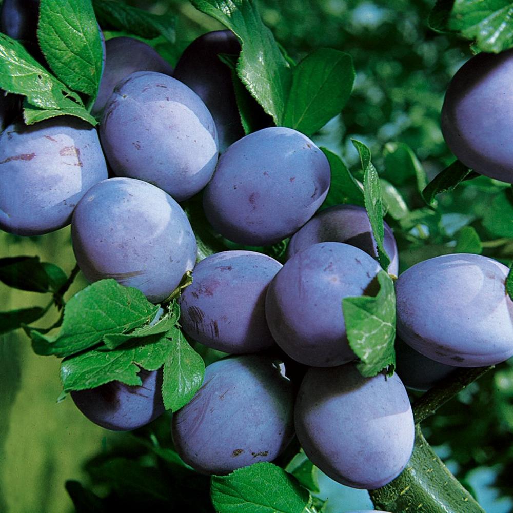 Plum 'Stanley' #5 #5 Pot