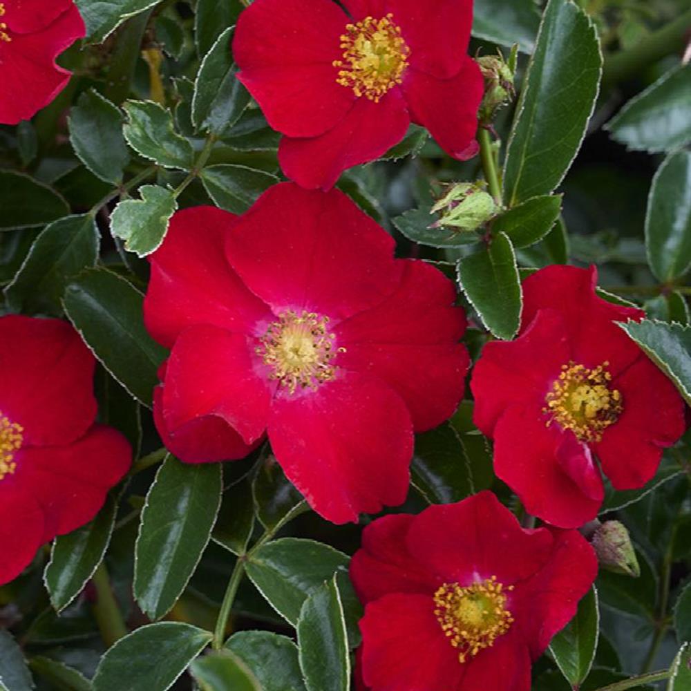 Rose, 'Flower Carpet Red' #2