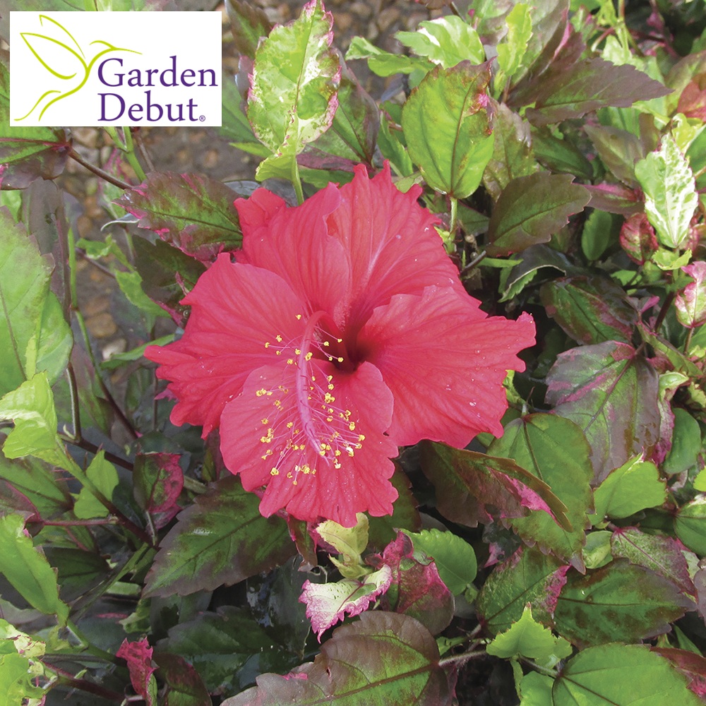 Hibiscus, Tropical 'Salsa Dancer' 10" Pot 10" Pot