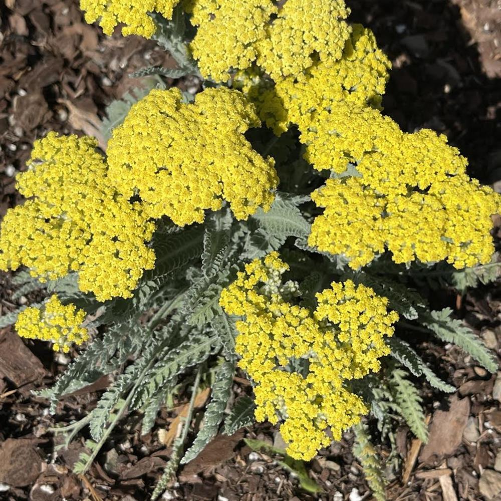 Yarrow, Little Moonshine #1