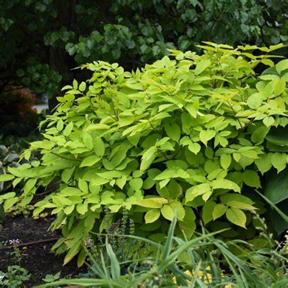 Aralia 'Sun King' #2 #2