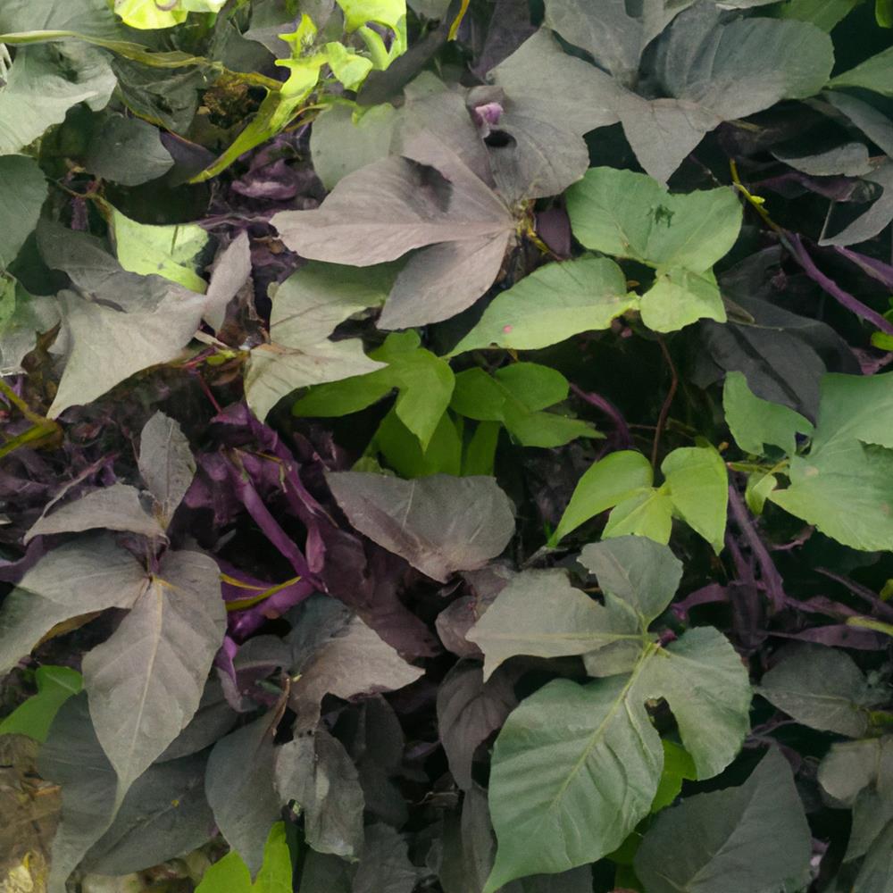 Sweet Potato Vine Blackie 4.75"