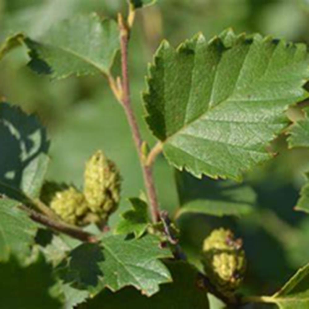 Birch, River 'Heritage' #7