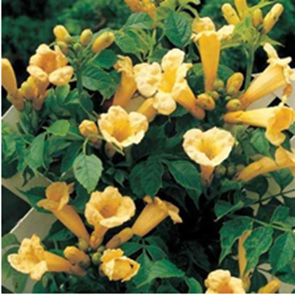 Trumpet Vine 'Flava' Yellow #2