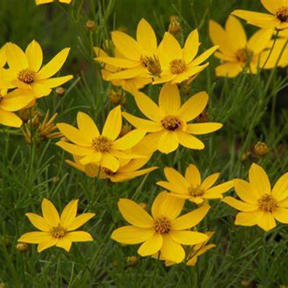 Coreopsis 'Zagreb' aka Ticksee #1 #1