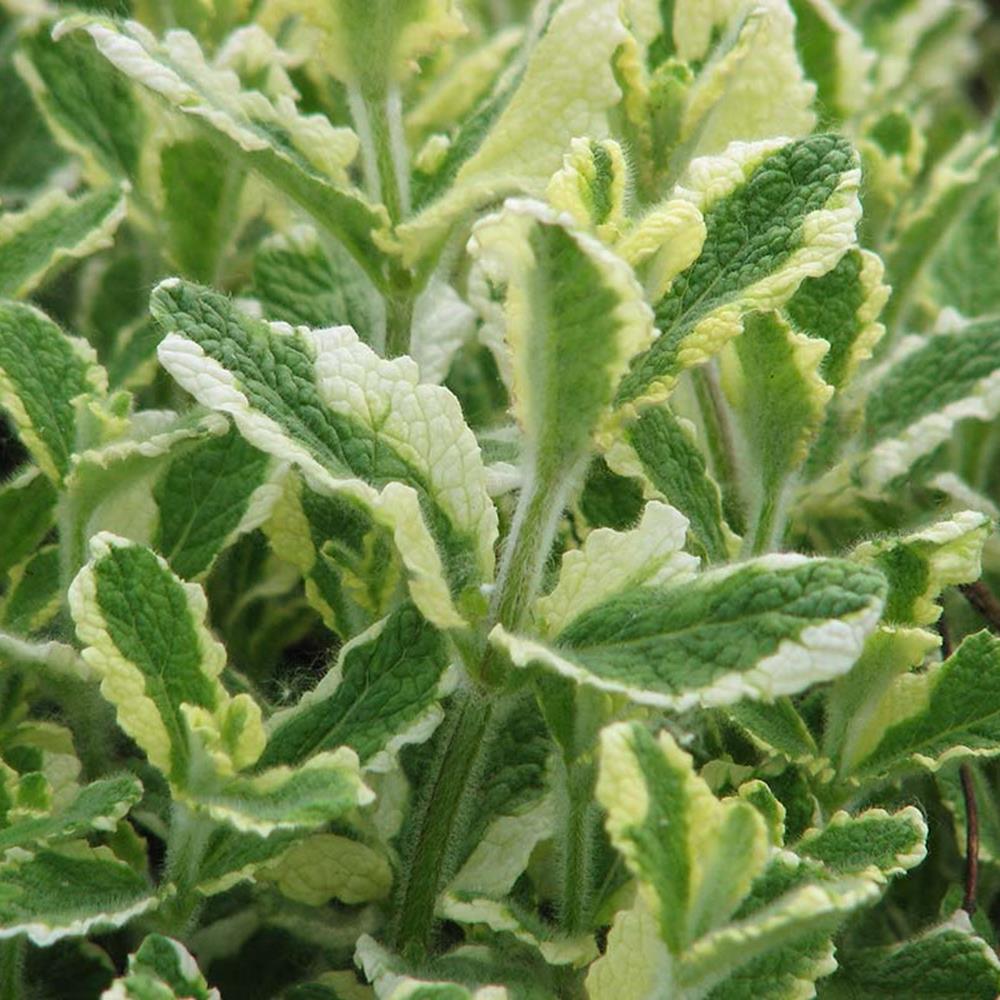 Herb, Mint Pineapple 4" 4"