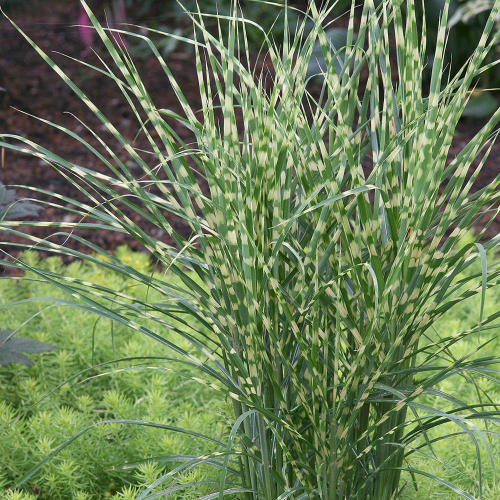 Grass, Maiden 'Gold Bar' #2 #2 Pot