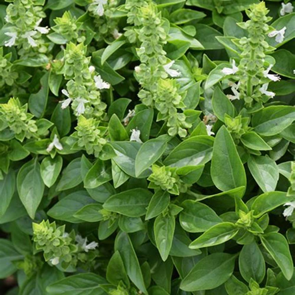 Herb, Basil Spicey 4" 4"