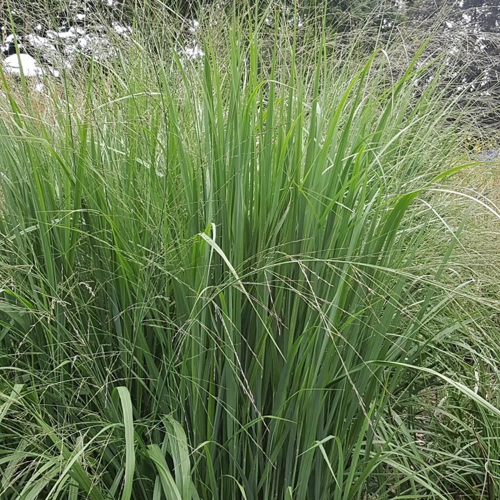 Grass, Panicum 'Northwind' #1 #1