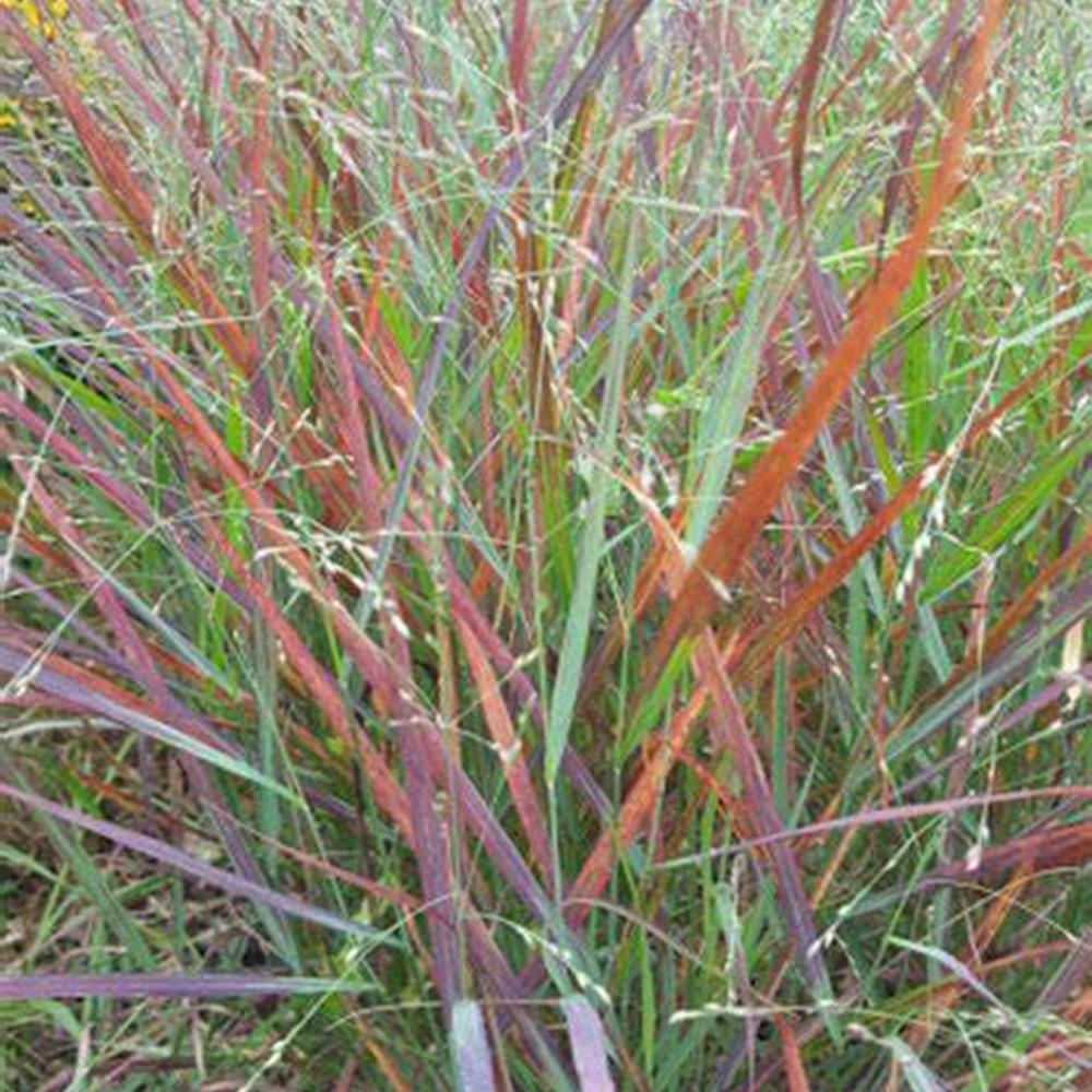 Grass, Panicum 'Shenandoah' #2 #2
