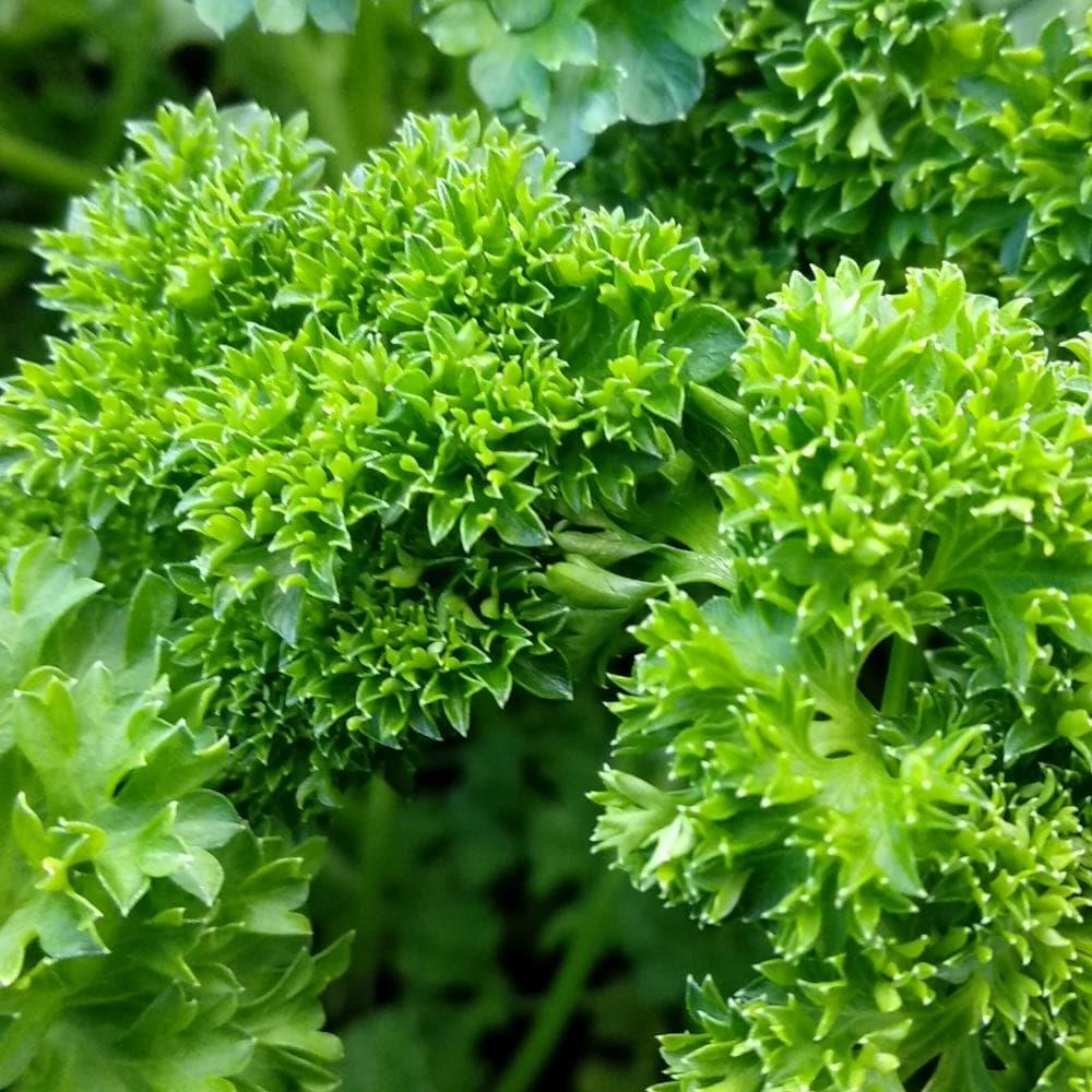 Herb Parsley Tripple Curled 4" 4"