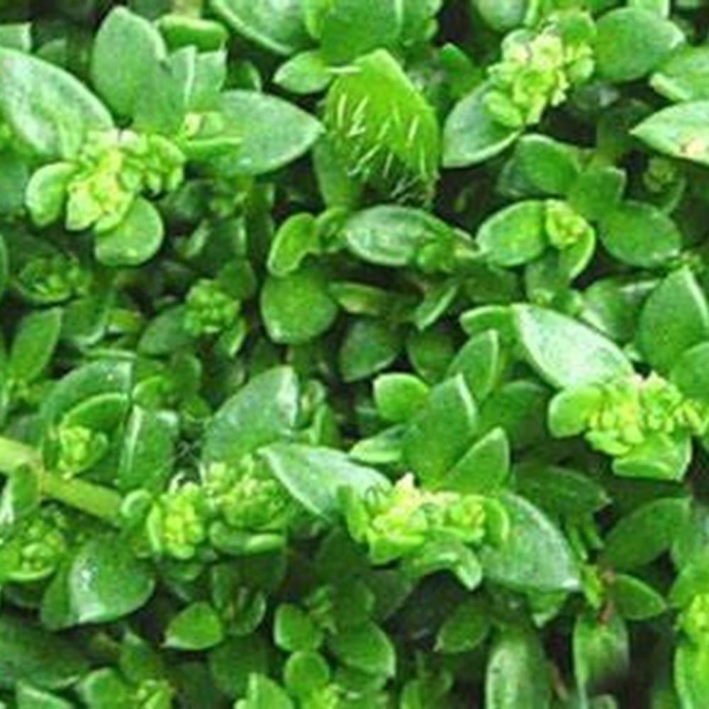 Pachysandra 'Green Sheen' #1 #1