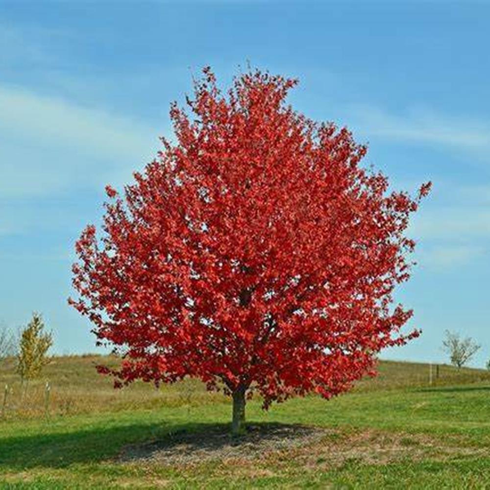 Maple, Rubrum 'Red Sunset' #7