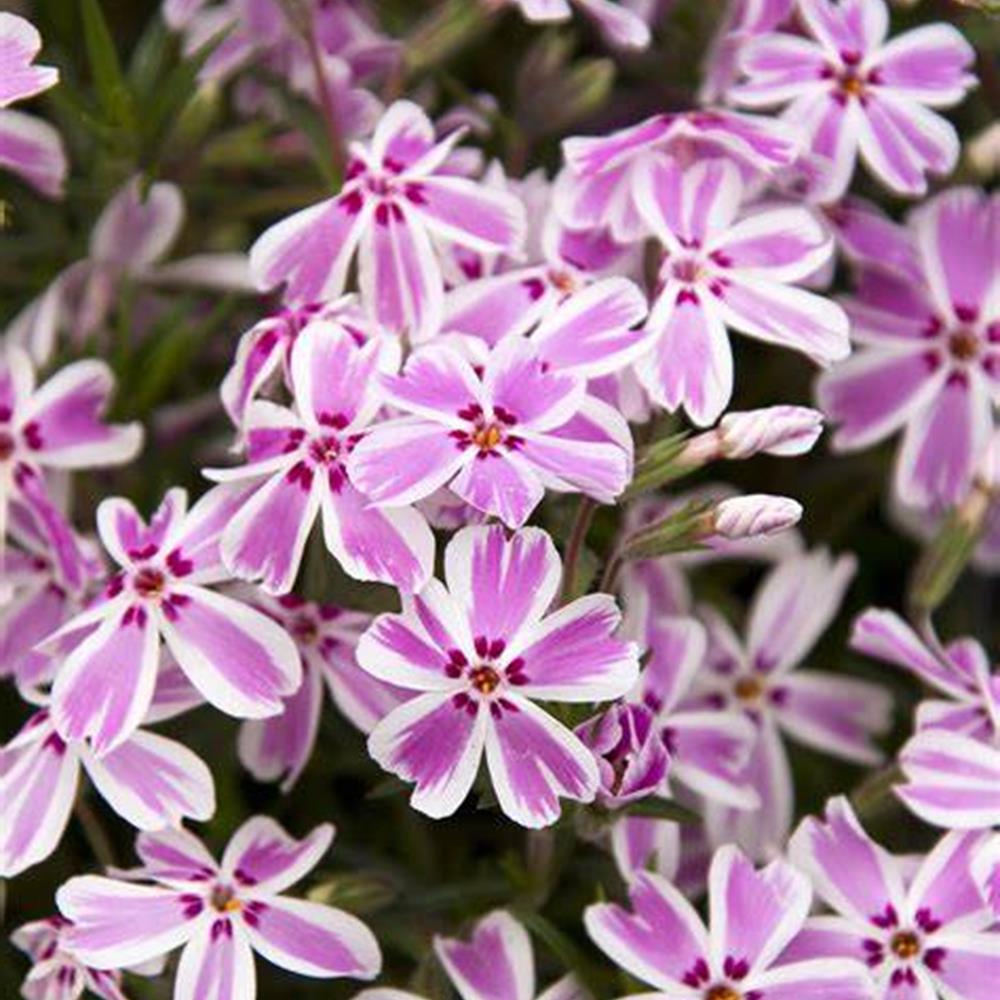Phlox, Creeping 'Candy Stripe' qt
