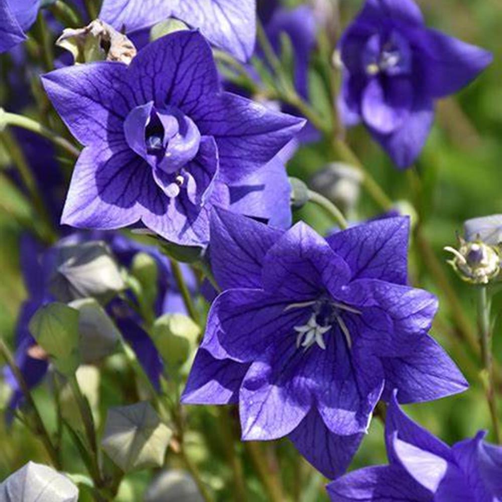 Balloonflower, 'Astra Double Blue #1 #1
