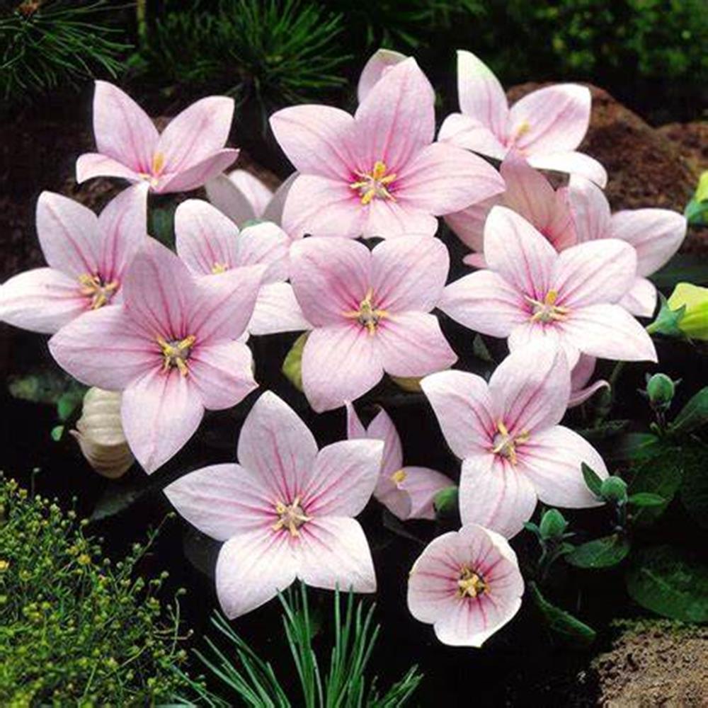 Balloonflower, 'Astra Pink' #1 #1