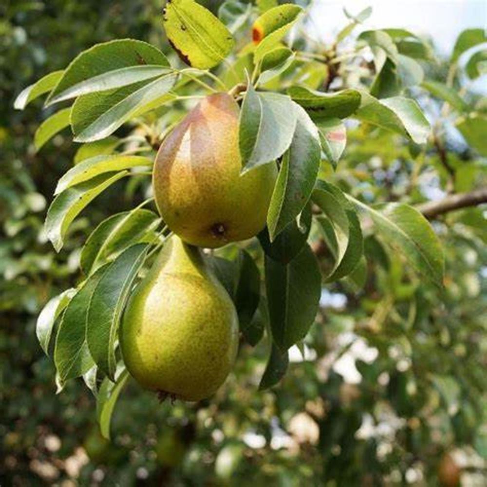 Pear, 'Bartlett' Semi Dwarf #5 pot