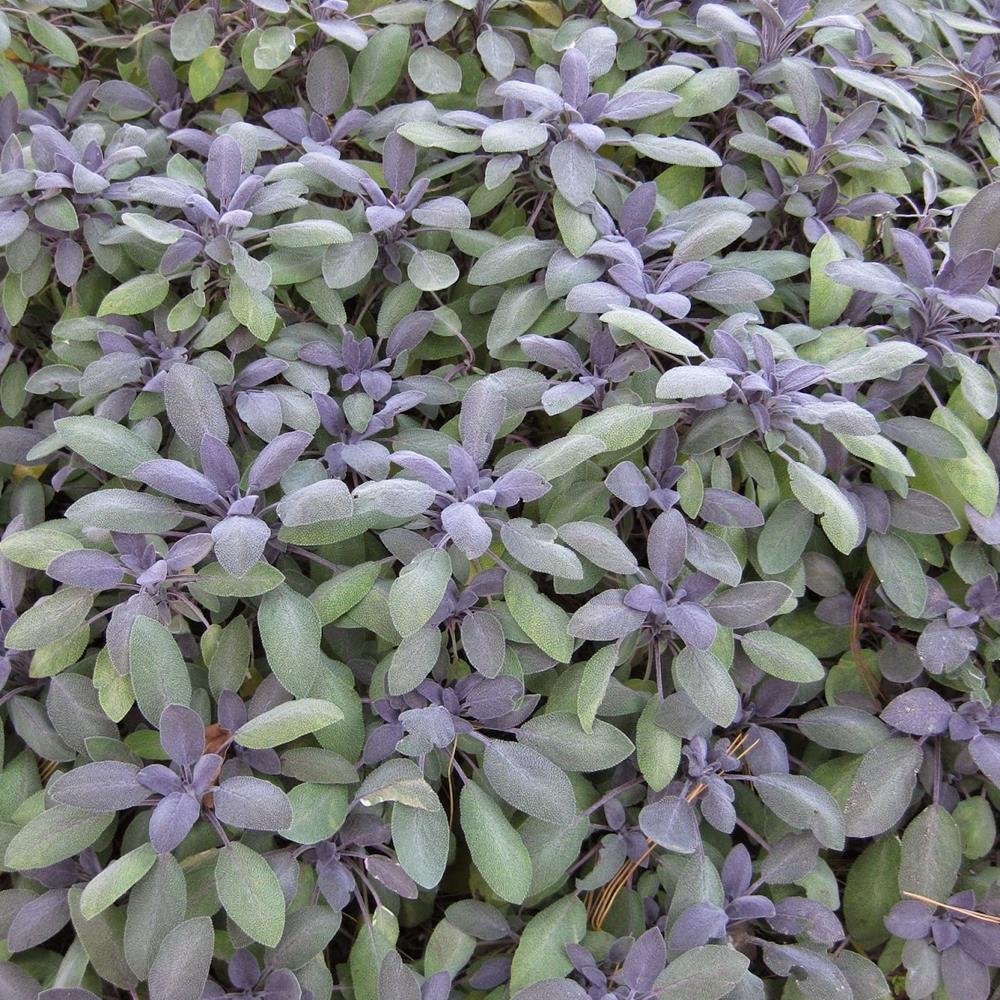 Herb, Annual Sage 'Purple' 4" 4"