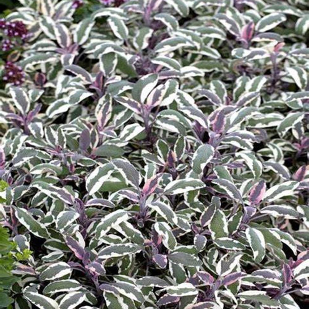 Herb, Annual Sage 'Tricolor' 4" 4"