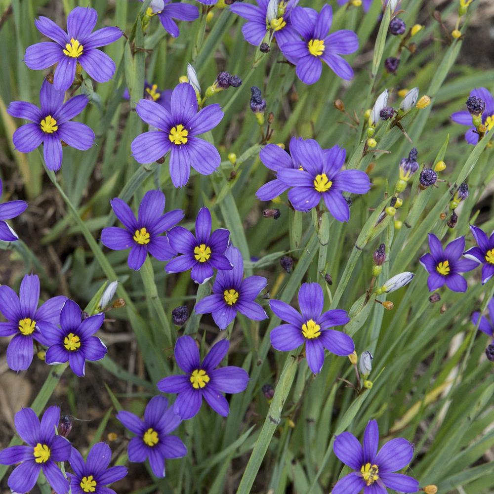 Blue-Eyed Grass 'Lucerne' #1 #1