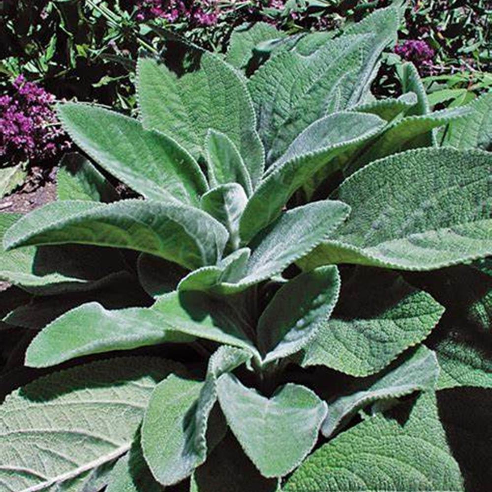 Lambs Ear 'Helen Von Stein' #1 #1