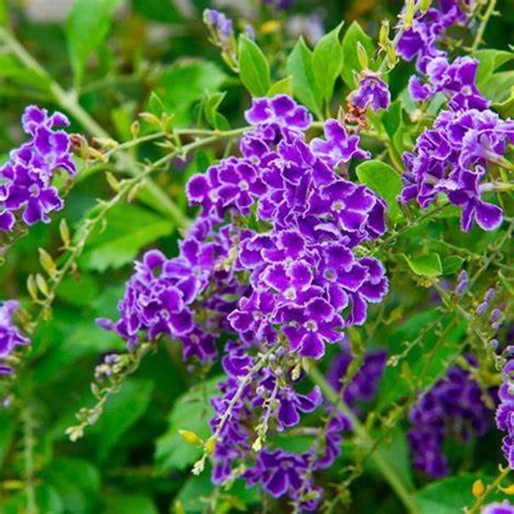 Duranta Repens Sapphire Showers Tree 10"
