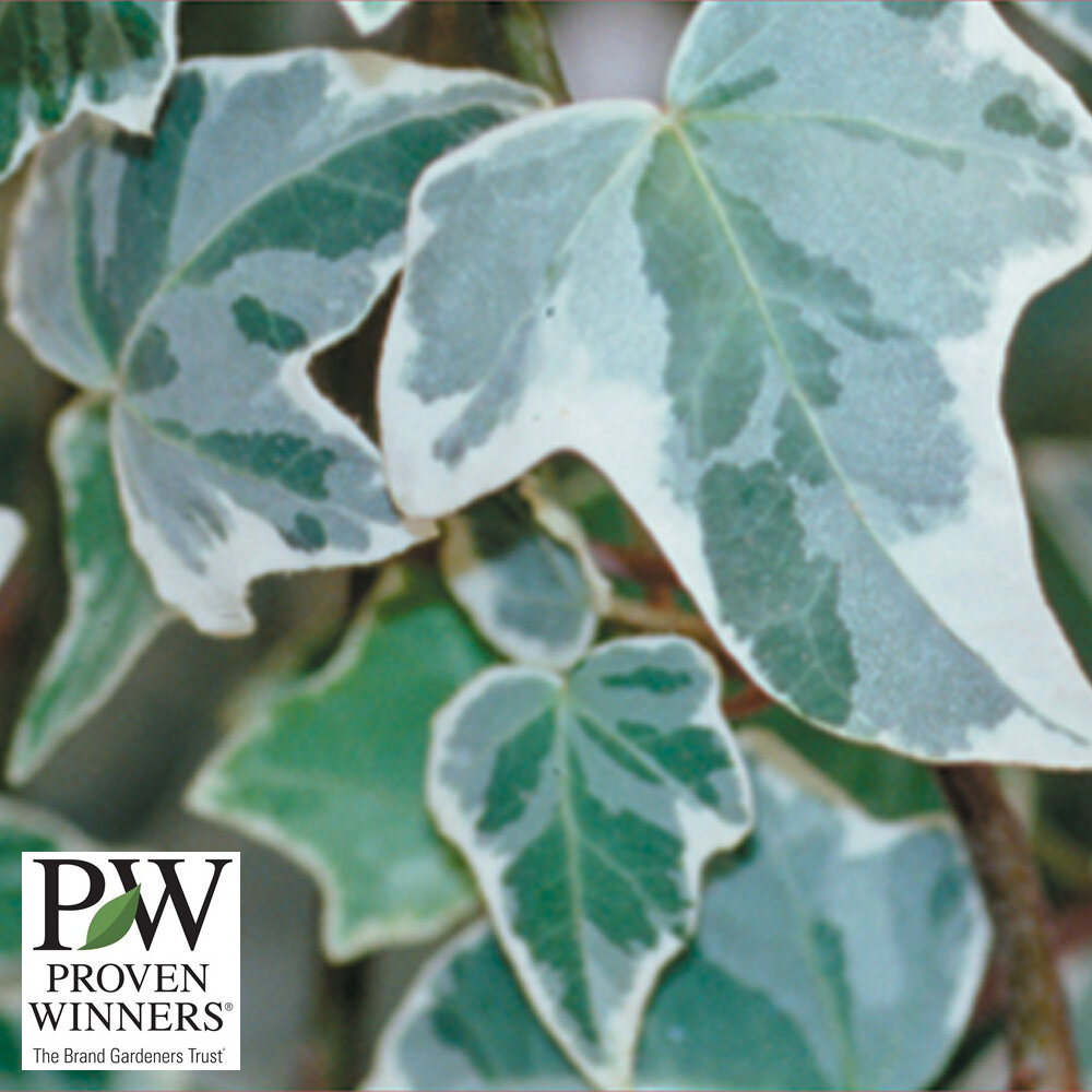 Ivy English Green 6"