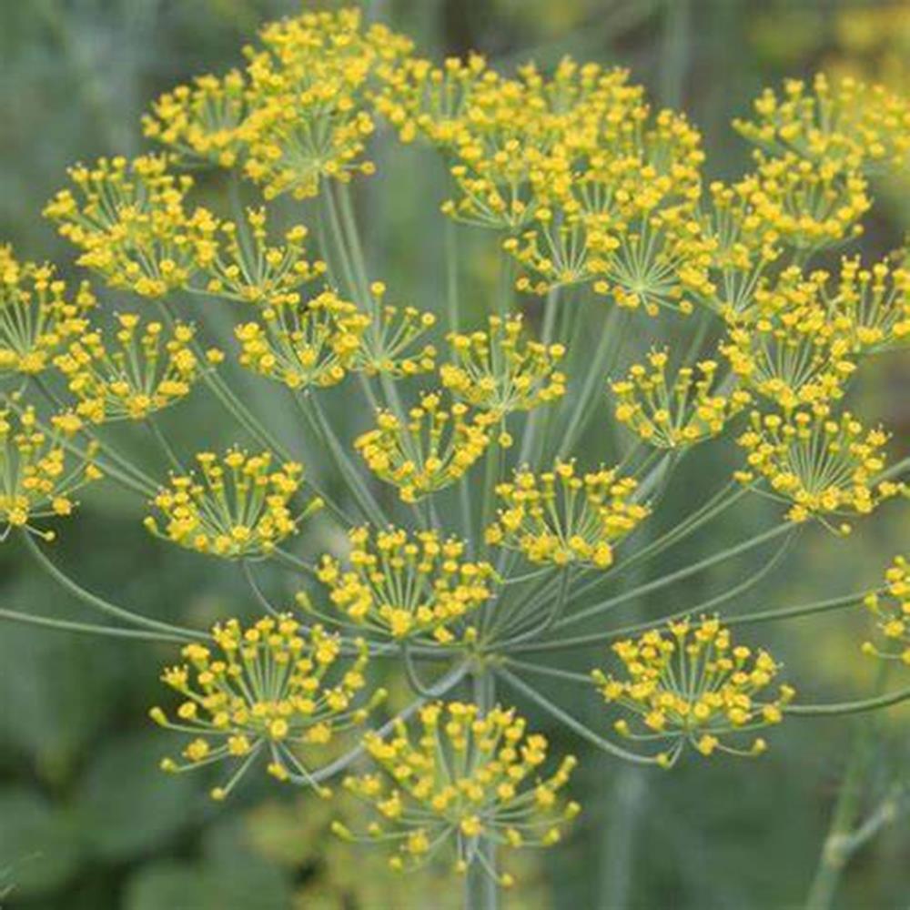 Herb, Annual Dill Fernleaf 4" 4"