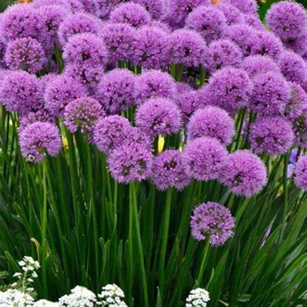 Allium, 'Millenium' #1 #1
