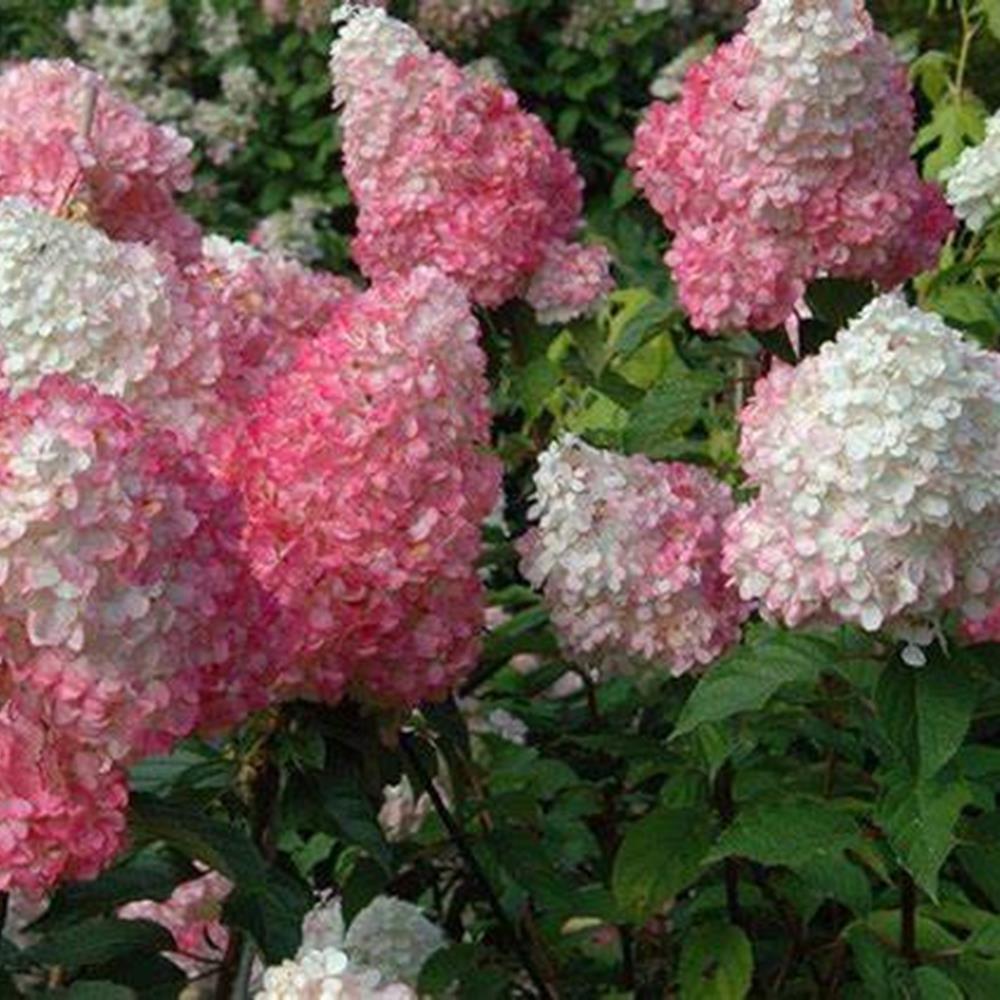 Hydrangea, PG 'Strawbry Sunda' #5