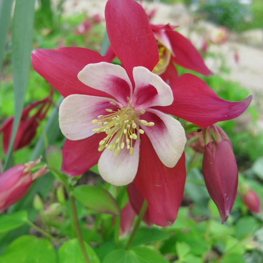 Columbine 'Kirigami Red & White' #1 #1
