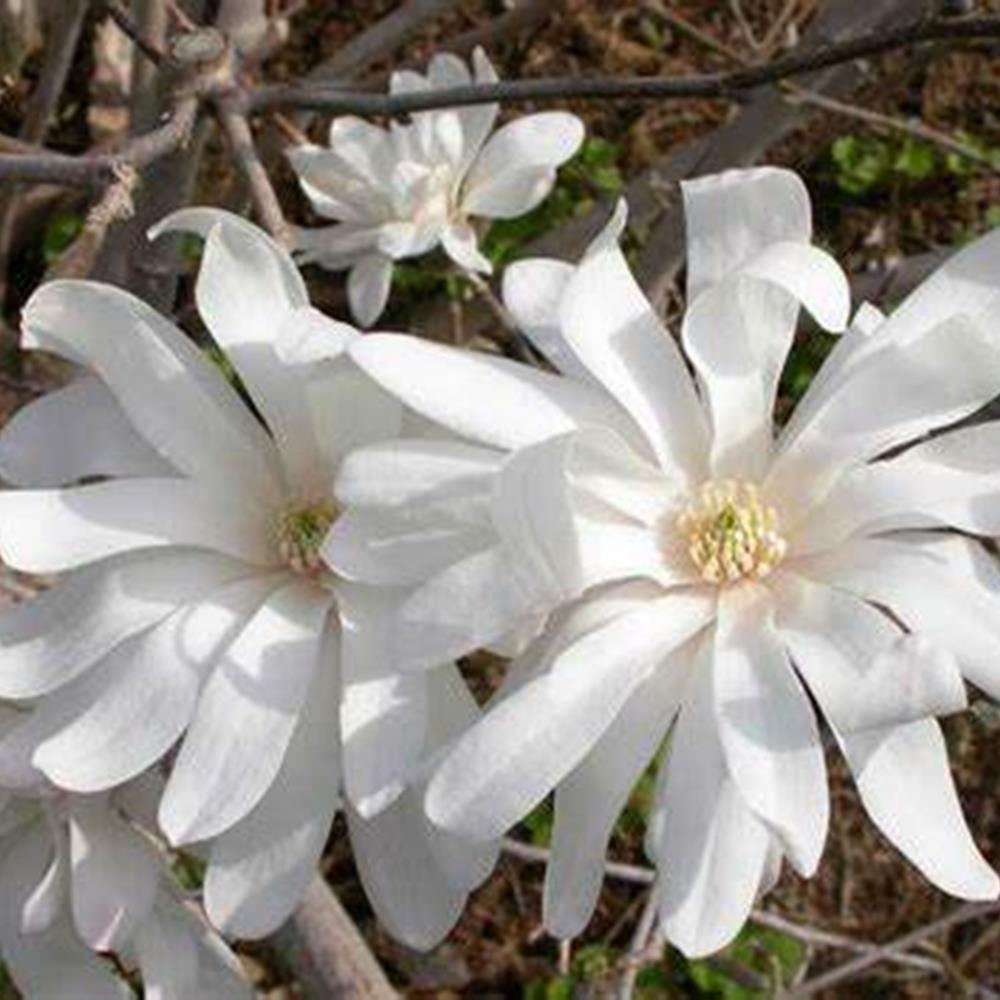 Magnolia, 'Royal Star' Tree #10