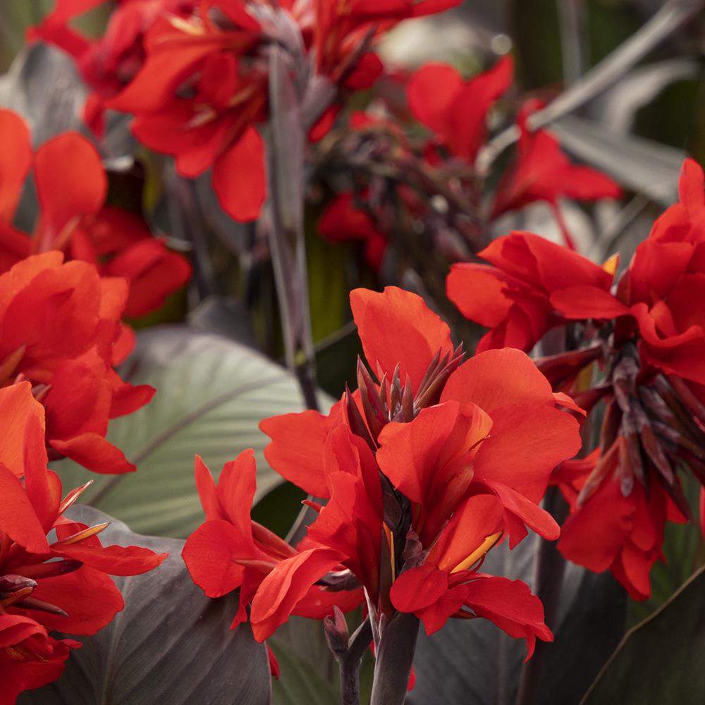 Cannova Bronze Scarlet Canna