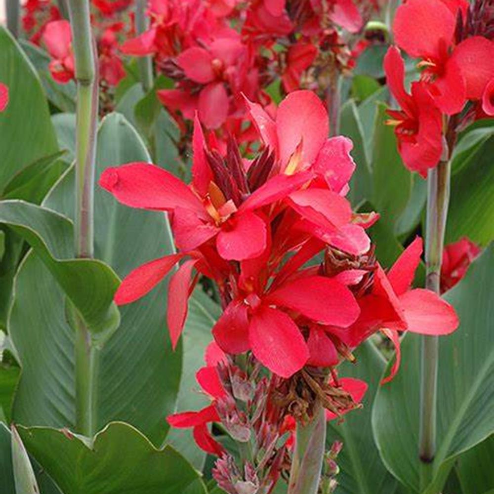 Cannova Red Golden Flame Canna