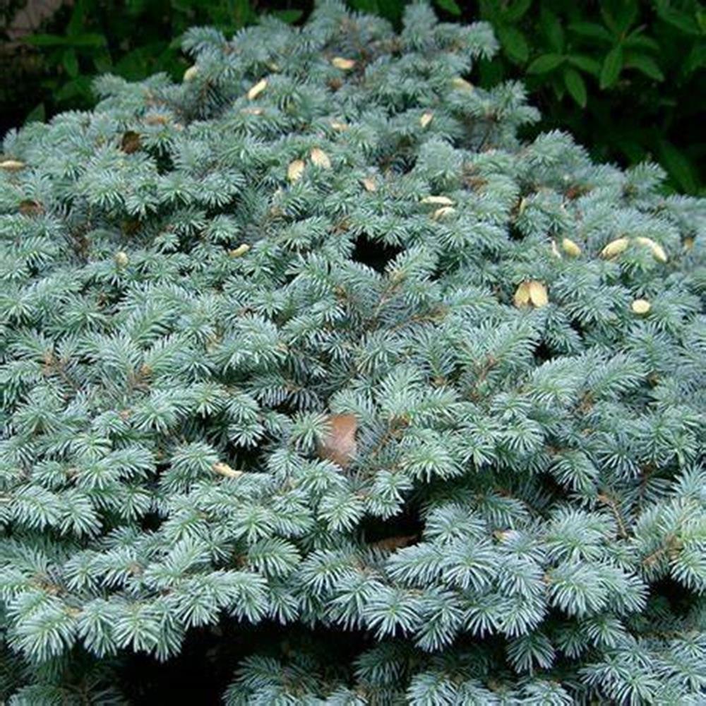 Spruce, Colorado 'Blue Globe' Standard #10 #10 Pot Standard